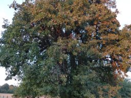 2016_10_09 dammartin en goel 2016